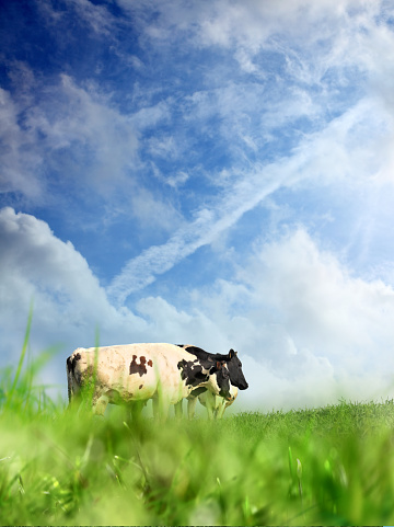 farm cattle on green countryside