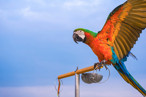 Colorful hybrid Harlequin macaw clapping wings while perching on stainless steel perch against blue cloudy in evening time during free-flying training
