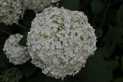 Hydrangea macrophylla, flowering plant, deciduous shrub