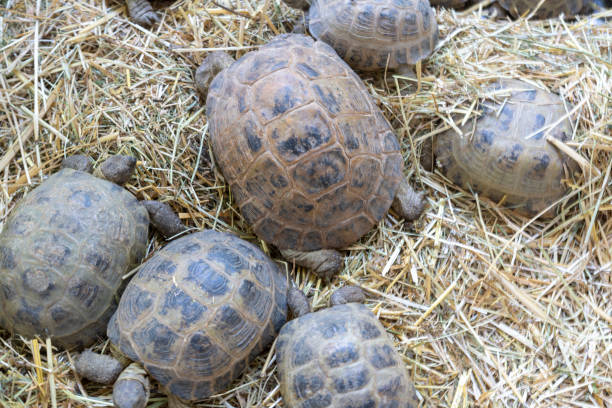 istock a group of turtles are laying in straw 1458009123