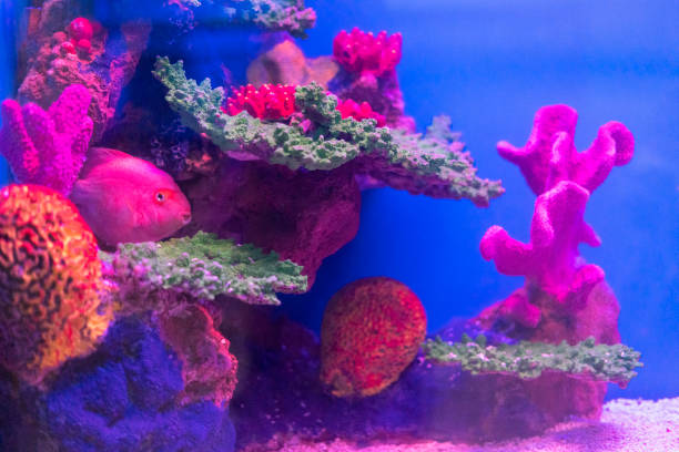 istock a fish tank with coral and other fish and a 1458009174