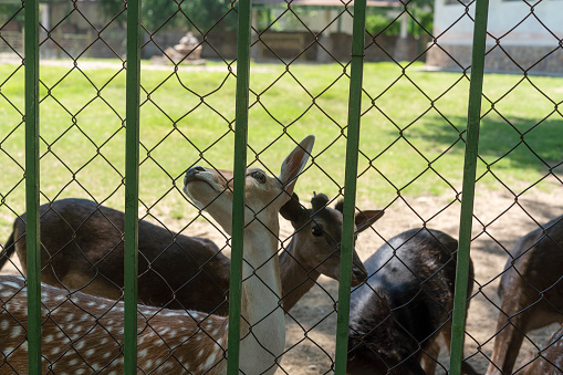 two deers behind a chain - link fence in an enclosure with grass and trees in the photo is blurry
