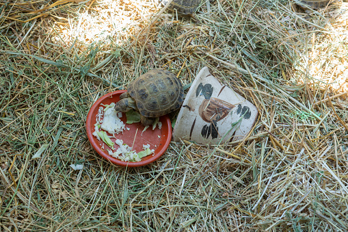 a turtle eating food out of a red bowl on the ground next to it is a bottle and some straw