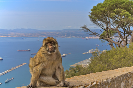 A monkey sitting on a concrete wall on Gibraltar Rock on a sunny day