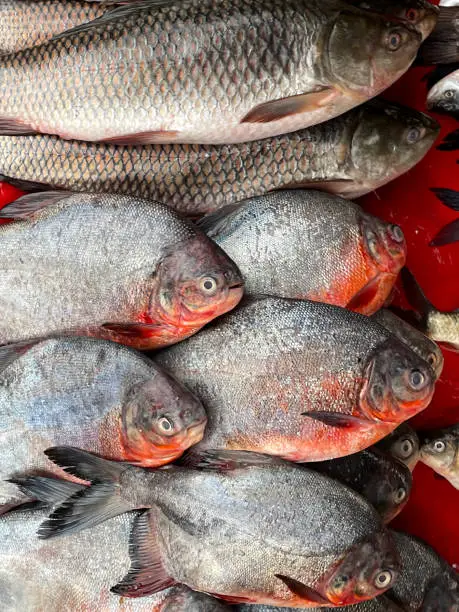 Stock photo showing close-up, elevated view of fish market stall with rows of fish including red-bellied Pacu put on display for customers to buy and if they want the fishermen will gut the fish in preparation for eating.