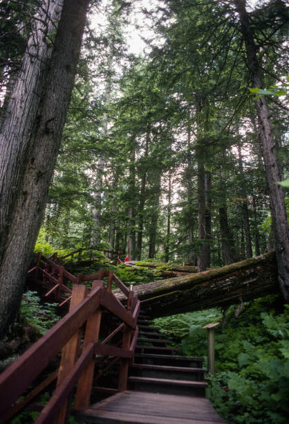 Mount Revelstoke NP - Giant Cedars Boardwalk Vertical - 1989