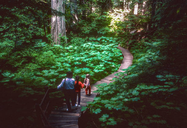 Mount Revelstoke NP - Descending Giant Cedars Boardwalk Trail - 1989