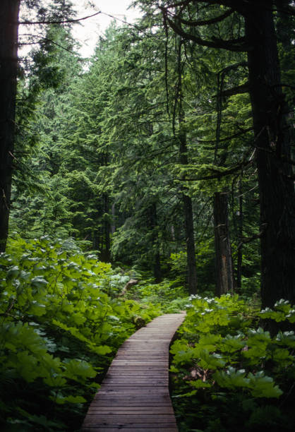 Mount Revelstoke NP - Giant Cedars Boardwalk Trail Vertical - 1989