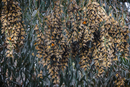 The Pismo State Beach Monarch Butterfly Grove is a publically owned, protected overwintering site for western monarch butterflies.