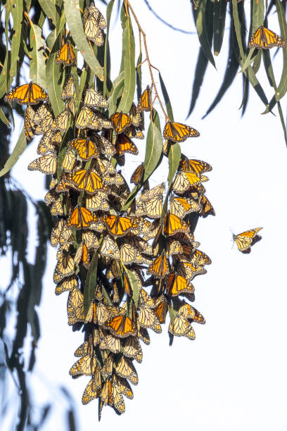 milhares de borboletas-monarca (danaus plexippus) se reúnem a cada inverno no bosque em pismo beach. - 7649 - fotografias e filmes do acervo