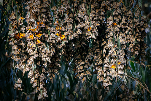 The Pismo State Beach Monarch Butterfly Grove is a publically owned, protected overwintering site for western monarch butterflies.