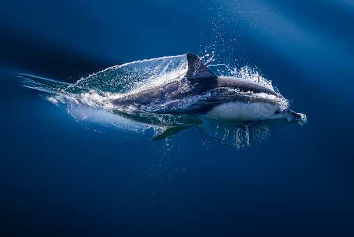 Long-beaked common dolphins are gregarious and are often seen 'porpoising' at the water surface, breaching and bow-riding for extended periods of time.