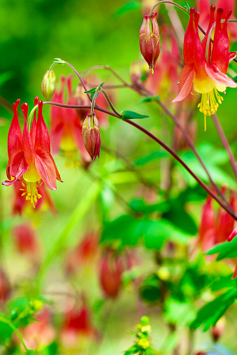 Close-up image of Canadian Columbine flowers blooming in a garden on a bright Spring afternoon.