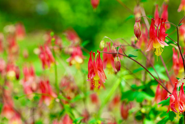 Close-up image of Canadian Columbine flowers blooming in a garden on a bright Spring afternoon.