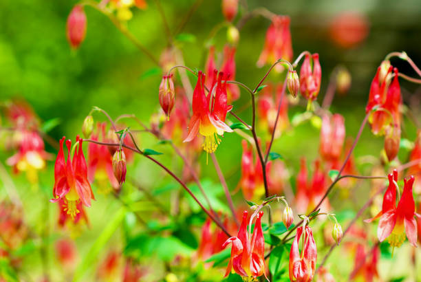 istock Canadian Columbine Flowers in Bloom, Springtime 1458015034