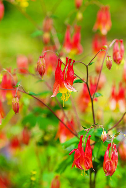istock Canadian Columbine Flowers in Bloom, Springtime 1458015048