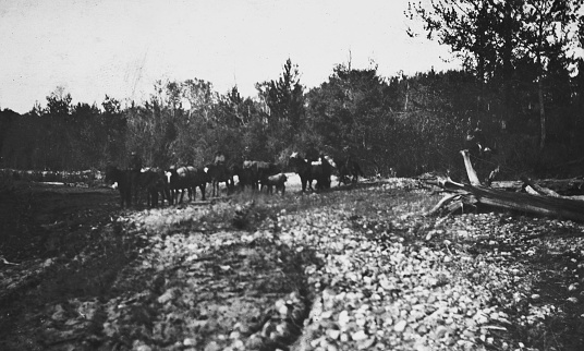 Pack train of horses at Lesser Slave Lake in Alberta, Canada. Vintage photograph ca. 1913.