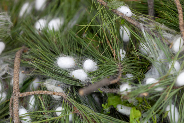 capullos de gusano de seda - silkworm fotografías e imágenes de stock