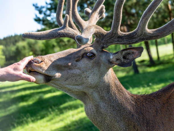 istock Portrait of a majestic red deer 1458016257