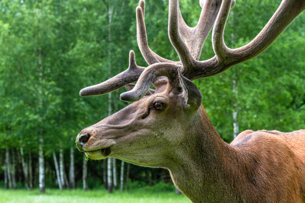 istock Portrait of a majestic red deer 1458016366