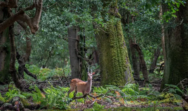 Young wild deer in Killarney National Park, near the town of Killarney, County Kerry, Ireland