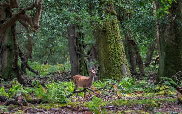 Photo of Young wild deer in Killarney National Park, near the town of Killarney, County Kerry, Ireland