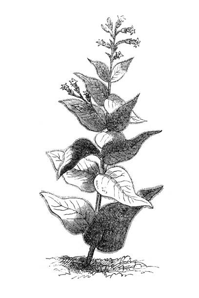 Nicotiana rustica (Syrian tobacco) Nicotiana rustica (Syrian tobacco) nicotiana rustica stock illustrations