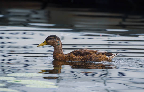 istock a duck swimming in a lake during summer 1458021281