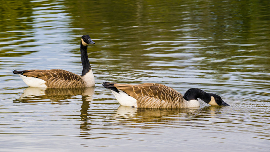 Waterbirds in nature, pair of canada geese swimming on lake, two waterfowls