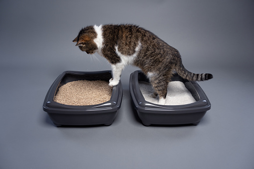 two cat litter boxes with clay and organic cat litter. cat switching from one to another. concept image for side by side comparison of degradable and undegradable waste.