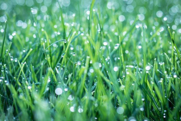 istock Close up of morning dew on grass. 1458026862