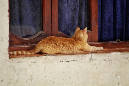 brown cat lying on the edge of a window