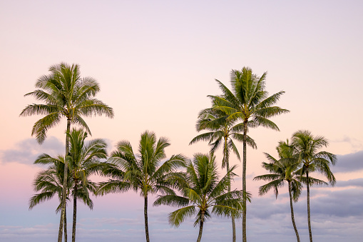 Palm trees line the beaches in Kauai.