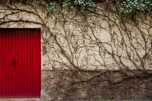 a red door with climbing plant in front of a wall