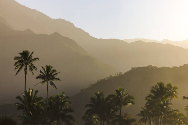 istock A palm tree with a mountain backdrop late in the day at Hanalei Bay. 1458027717