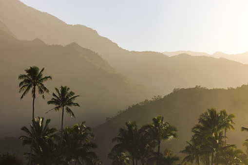 Palm trees line the beaches in Kauai.