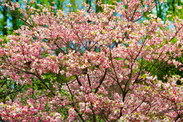 Pink Dogwood in full bloom- Howard County, Indiana