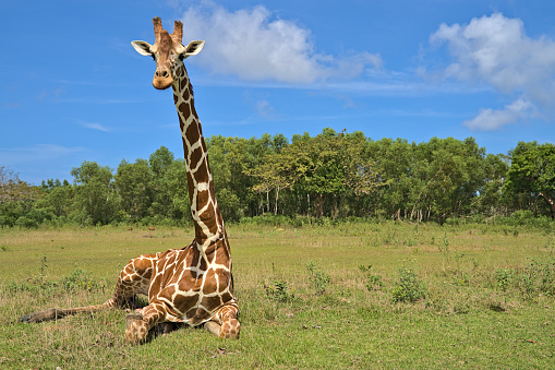 Giraffe on Calauit Island in the safari park sitting on the grass.