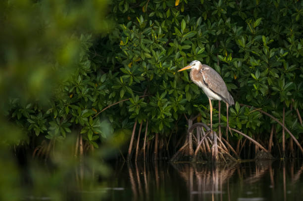 großer blaureiher lässt sich für die nacht nieder - mangrove stock-fotos und bilder