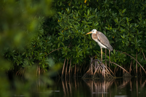 Great Blue Heron (Ardea herodias) settling in for the night on mangrove roots on the island of Ambergris Caye, Belize.