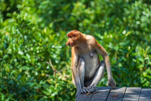 Portrait of a female Sumatra orangutan, Pongo abelii in the jungle in the Mount Leuser National Park close to Bukit Lawang in the northern part of Sumatra