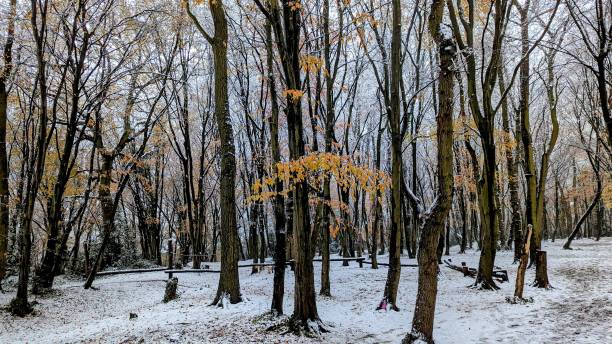 istock Snowy autumn colour woods 1458033465