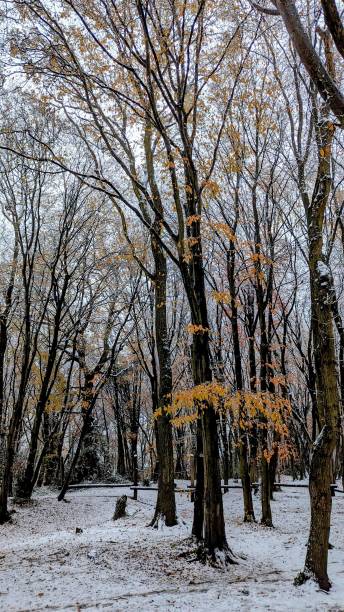 istock Snowy autumn colour woods 1458033470