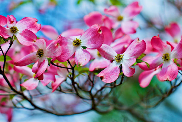 istock Pink Flowering Dogwood Blooms in Spring 1458034288