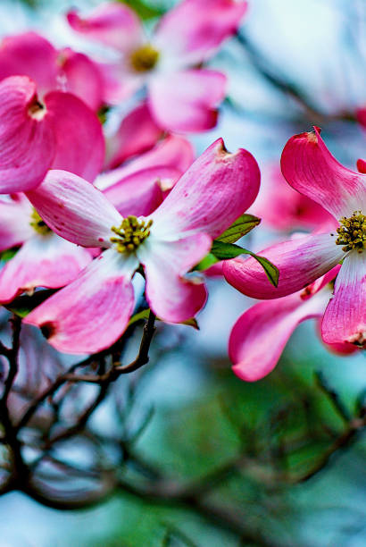 Pink Flowering Dogwood Blooms in Spring Pink flowering dogwood blooms are lit by sunlight on a Spring morning in Northern Virginia, USA. pink flowering dogwood stock pictures, royalty-free photos & images