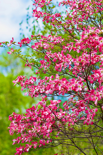 Pink flowering dogwood blooms are lit by sunlight on a Spring morning in Northern Virginia, USA.