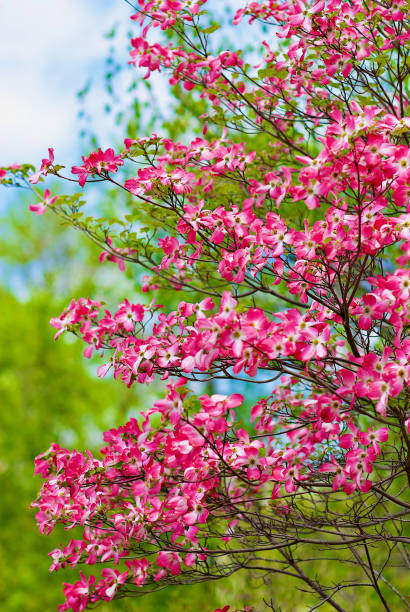Pink Flowering Dogwood Blooms in Spring Pink flowering dogwood blooms are lit by sunlight on a Spring morning in Northern Virginia, USA. pink flowering dogwood stock pictures, royalty-free photos & images