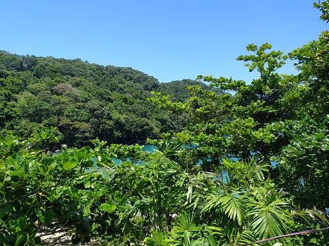 Tropical rainforest vegetation in an island in the Atlantic South