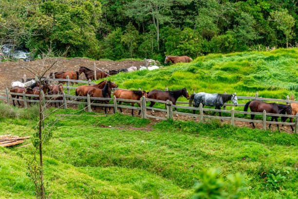 istock horse in the paddock on the farm 1458035327