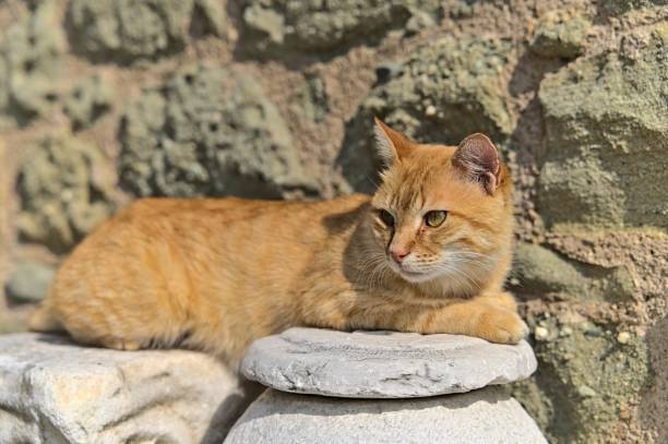 istock Cat at the monastery of St. Stephen on a sunny day 1458035529